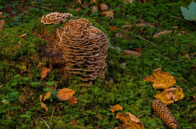 turkey tail